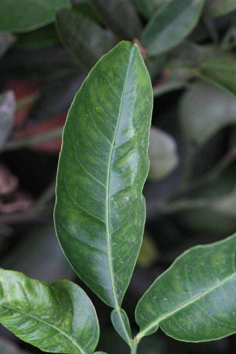              Unifoliolate leaf (Riverside, CA)       